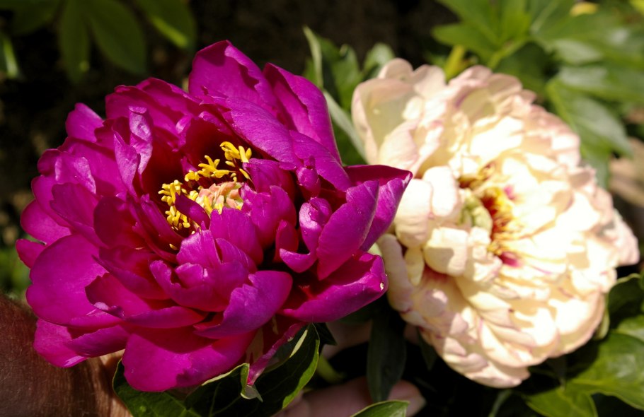 Келлис Мемори пион