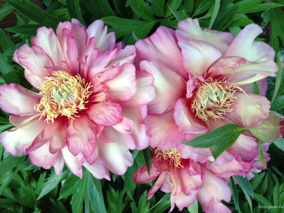 Пион Ито-гибрид Калейдоскоп