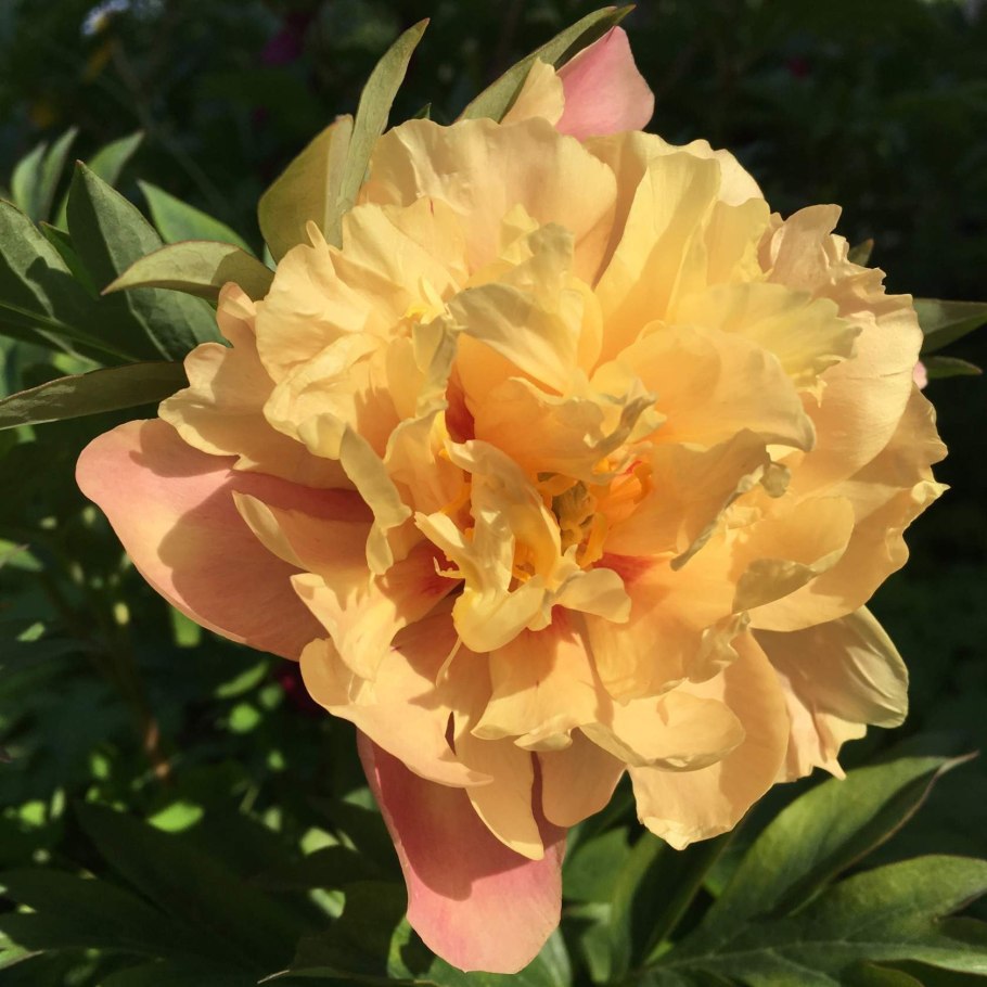 Пион ито бордер чарм