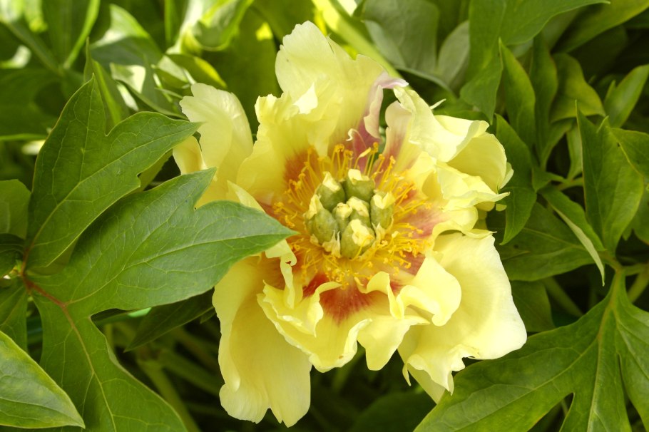 Пион ито гибрид