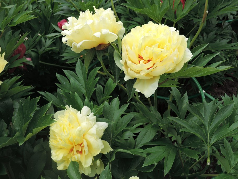 Пион ито-гибрид 'bartzella'