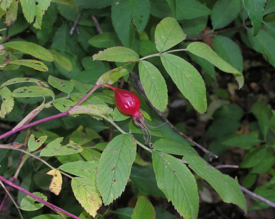 ШИПОВНИКВ пакетиках Rosa Hip