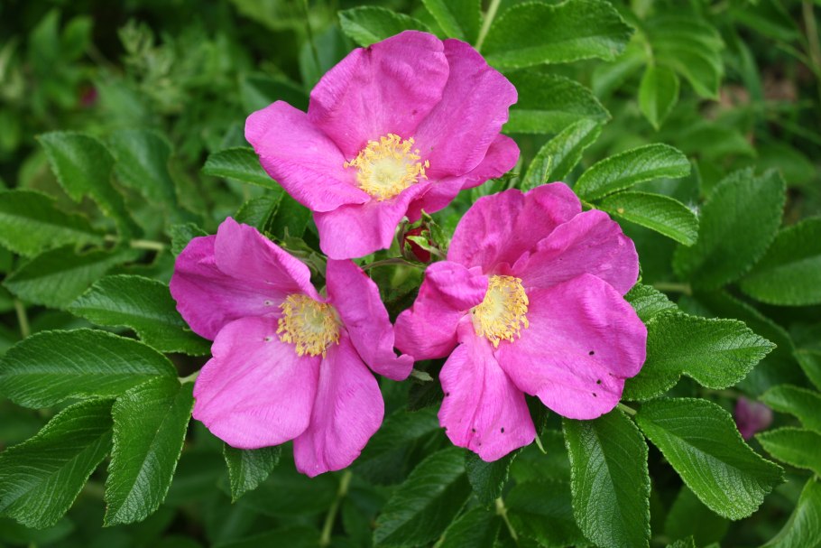Семейства розовые (Rosaceae).