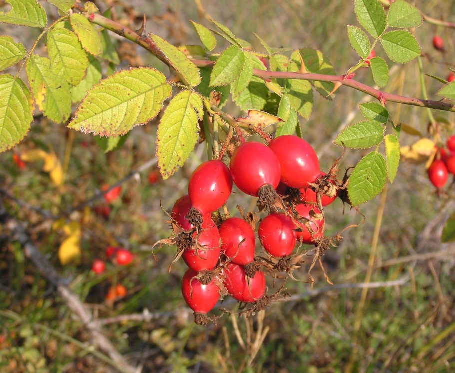 Rosa Carolina