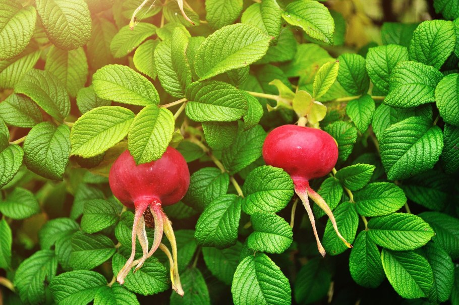 Роза иглистая – Rosa acicularis