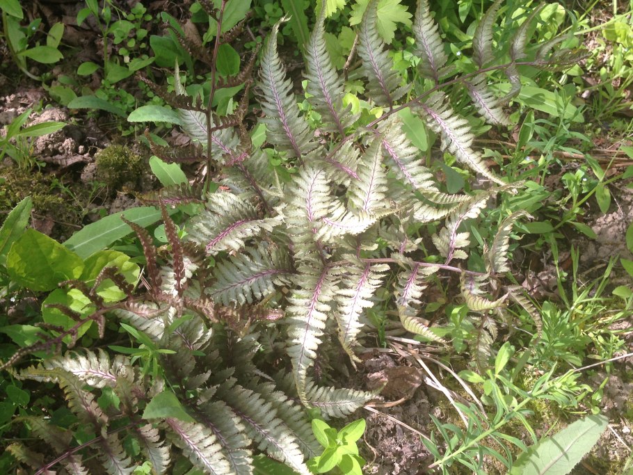 Athyrium filix-Femina Lady in Red
