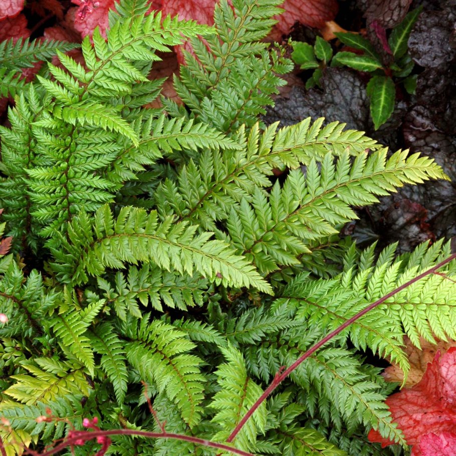 Athyrium filix-Femina