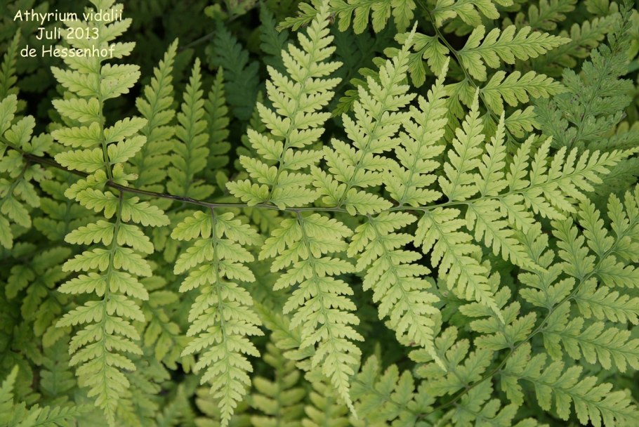 Athyrium filix-Femina