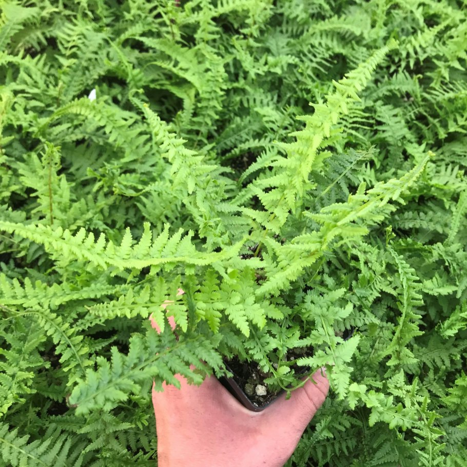 Кочедыжник леди