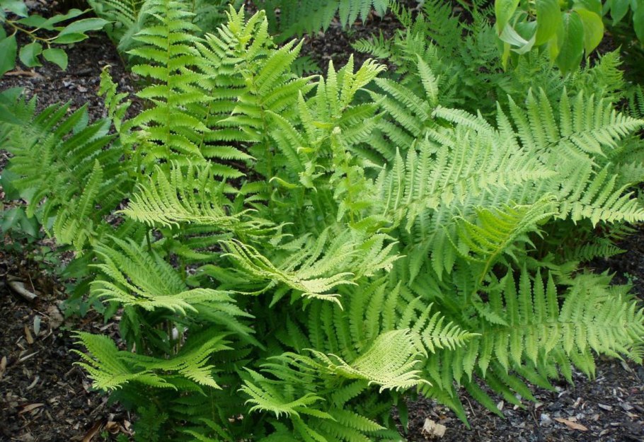 Athyrium filix-Femina 'Rotstiel кочедыжник женский grandiceps