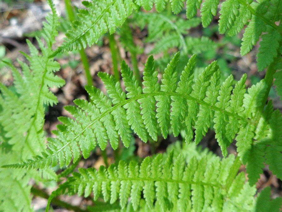 Кочедыжник Oceans Fury