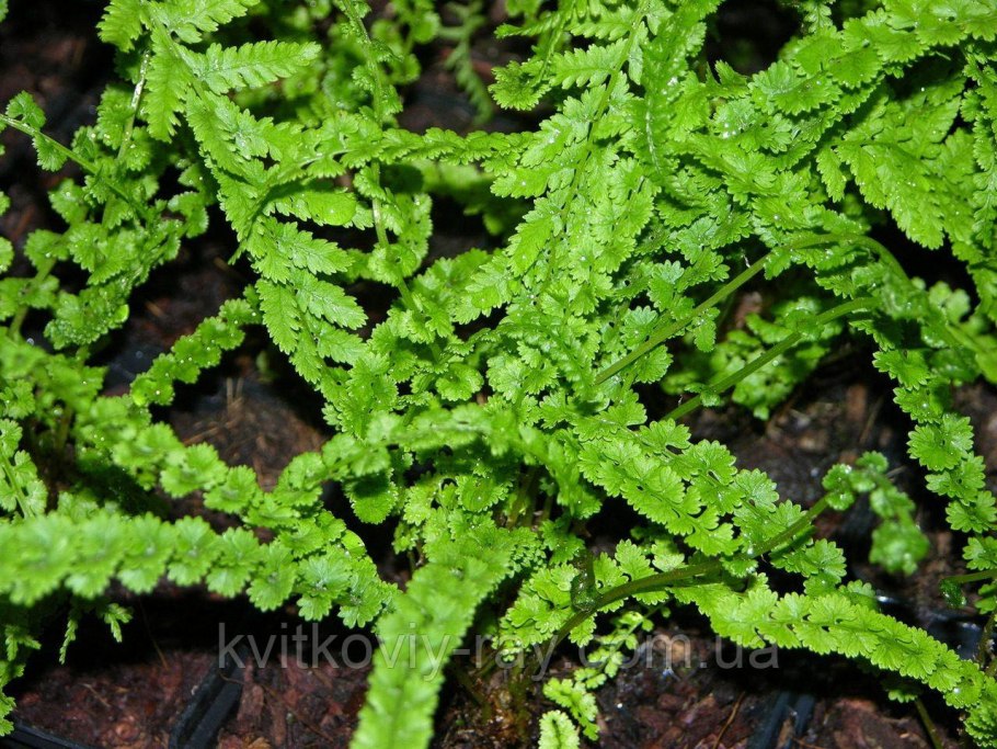 Папоротник кочедыжник
