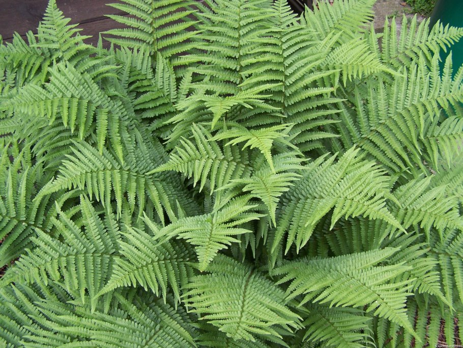 Папоротник Athyrium