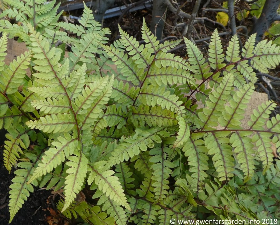 Кочедыжник Кристатум