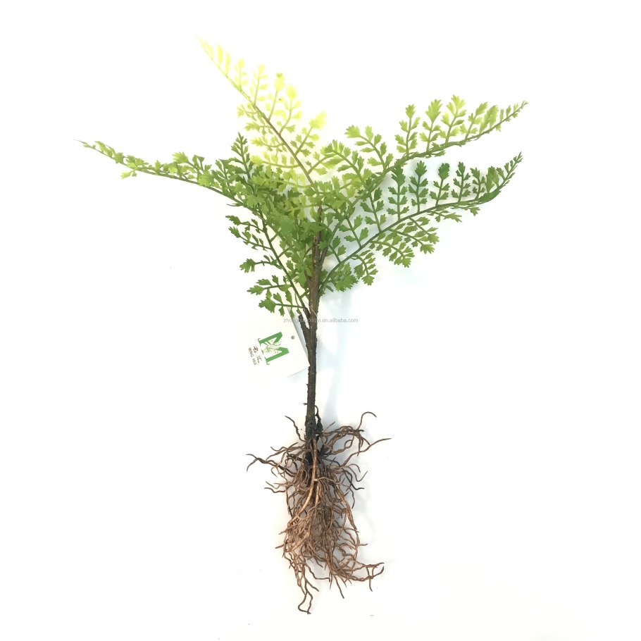 Папоротник Даваллия латынь