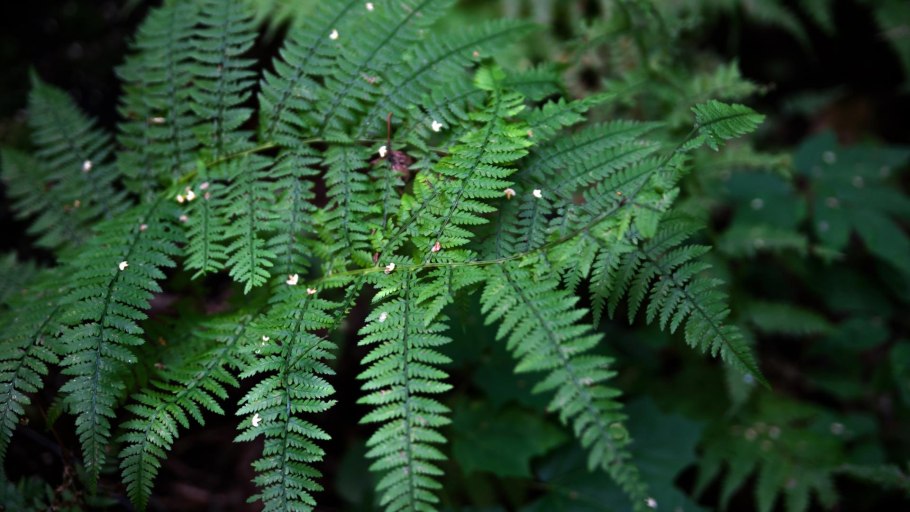 Папоротник мужской препараты