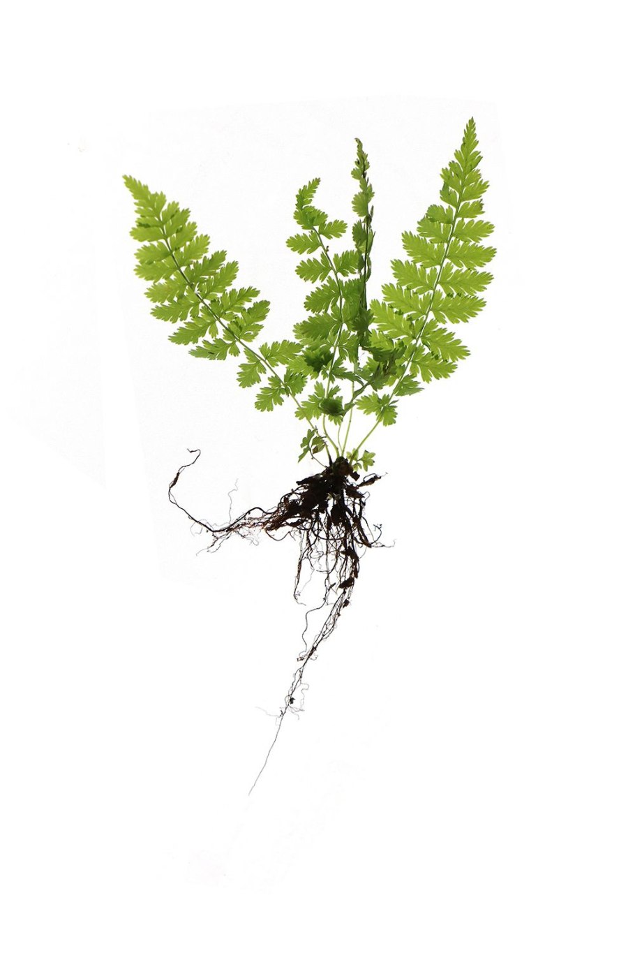 Папоротник комнатный корни