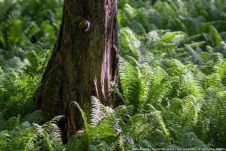 Папоротник Щитовник