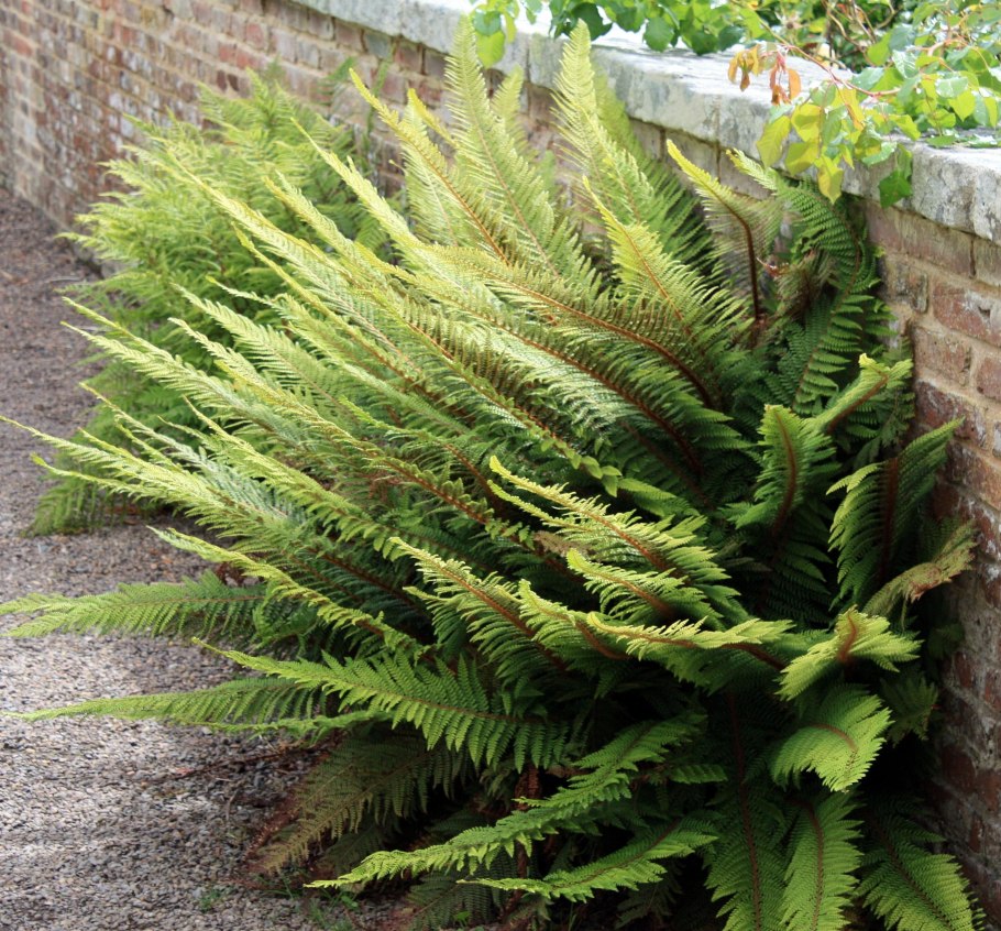 Папоротник Щитовник растение