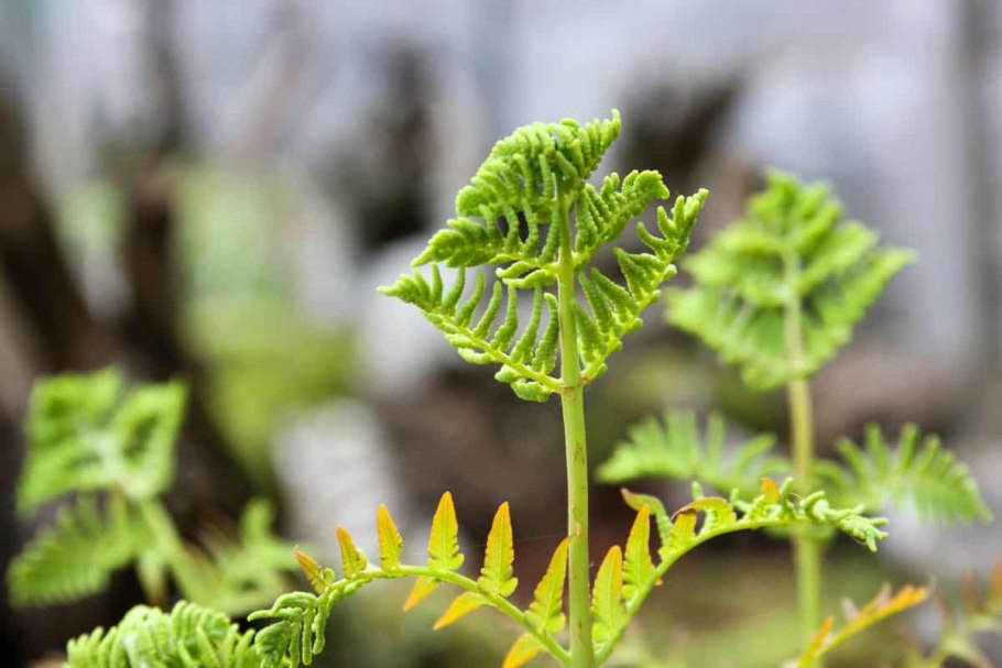 Зеленый папоротник