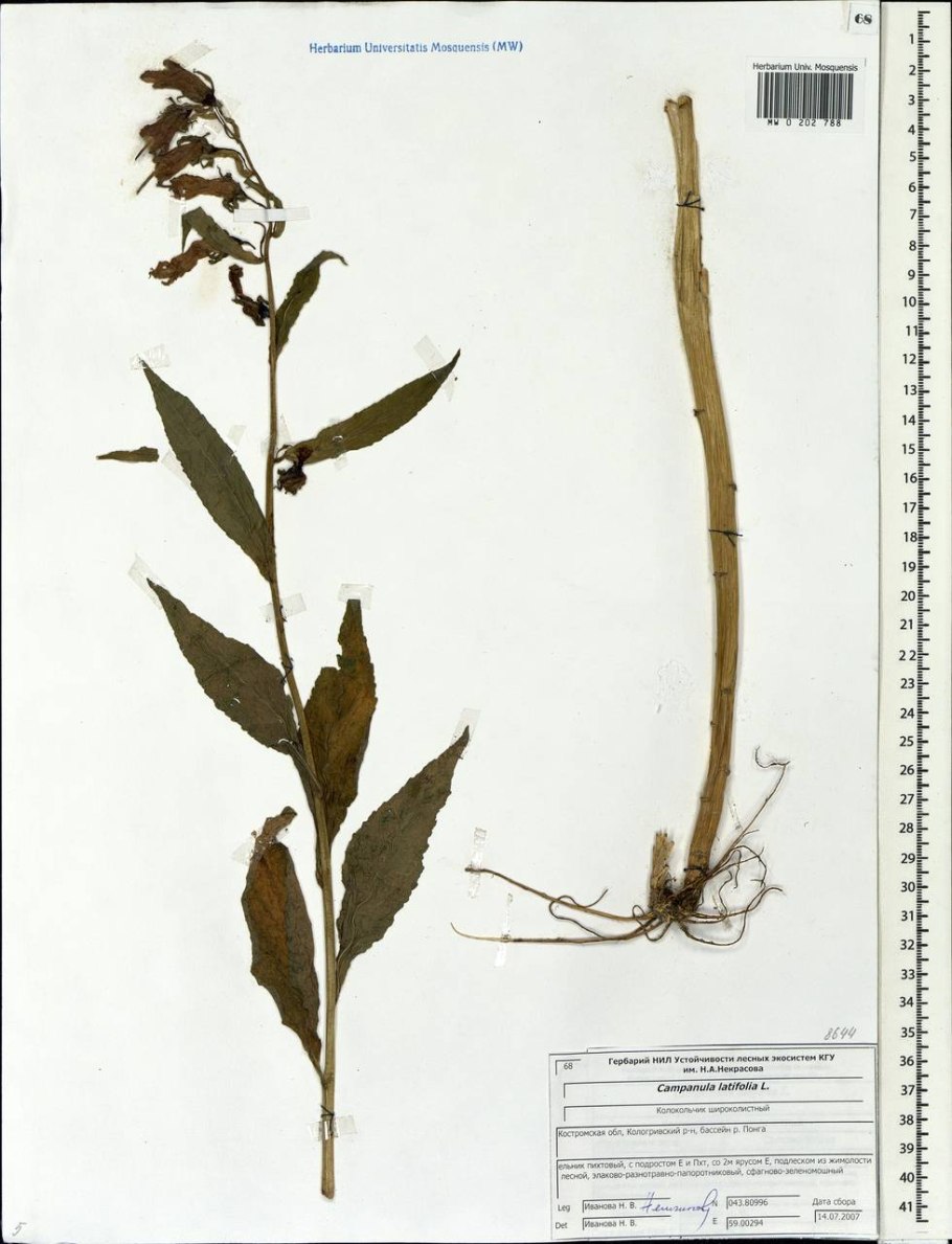 Всходы колокольчика широколистного