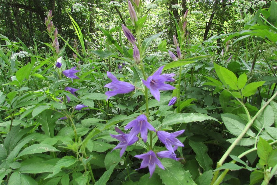 Колокольчик широколистный семена