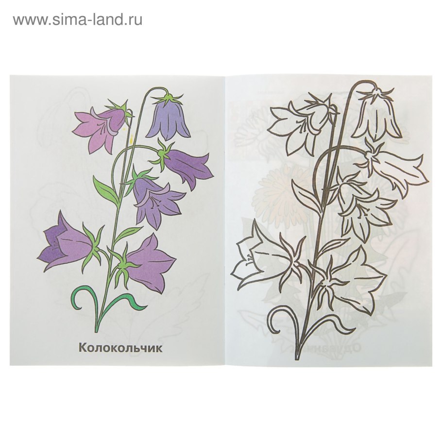 Колокольчик Латифолия