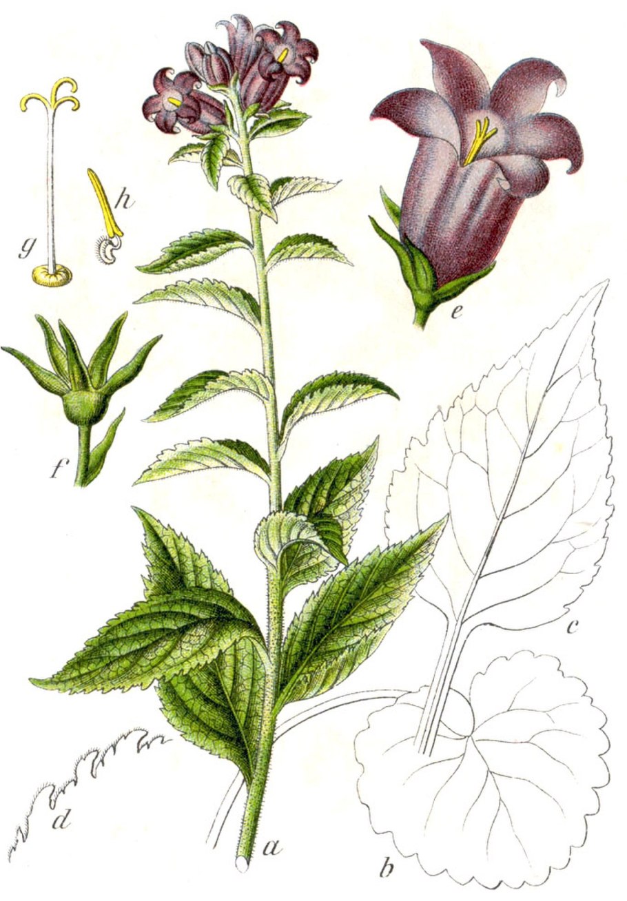 Campanula latifolia