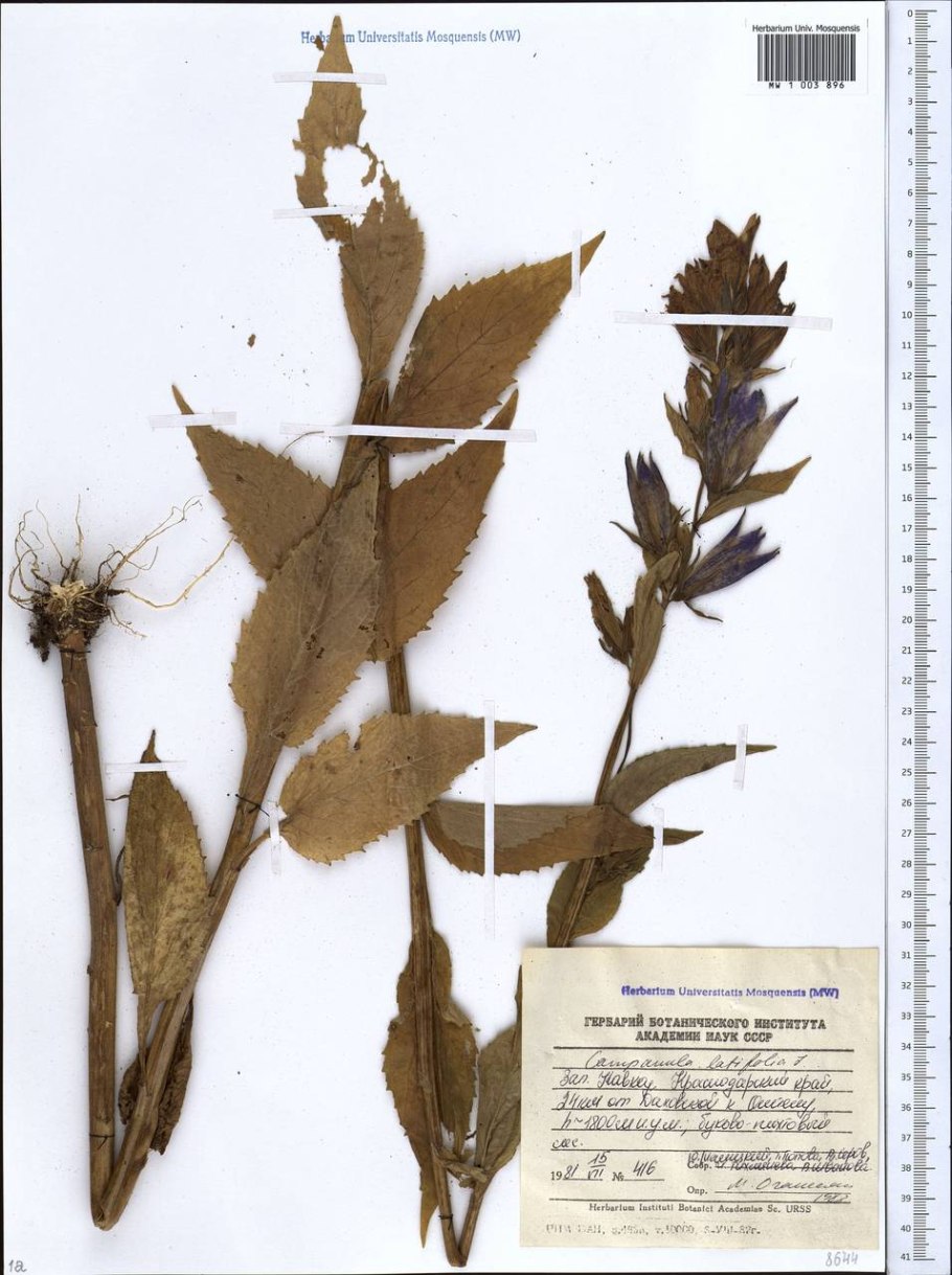 Колокольчик широколистный короткое описание