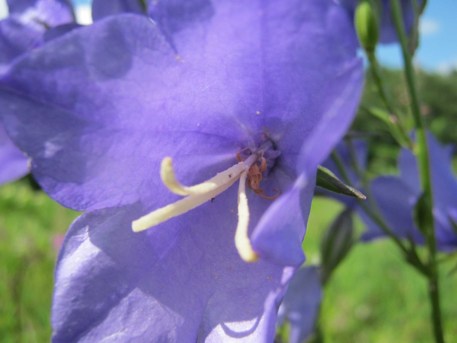 Колокольчик (Кампанула) широколистный