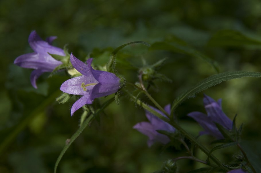 Campanula persicifolia листья