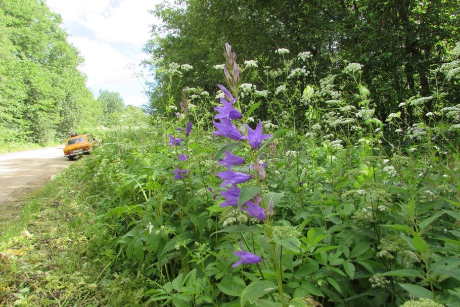 Колокольчик широколистный