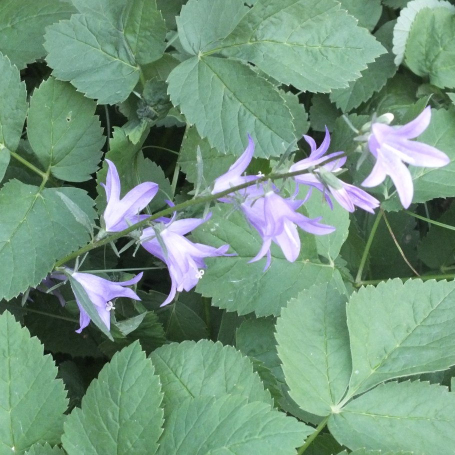 Колокольчик Campanula latifolia