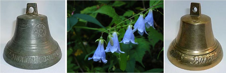 Колокольчик Комарова (Campanula komarovii)