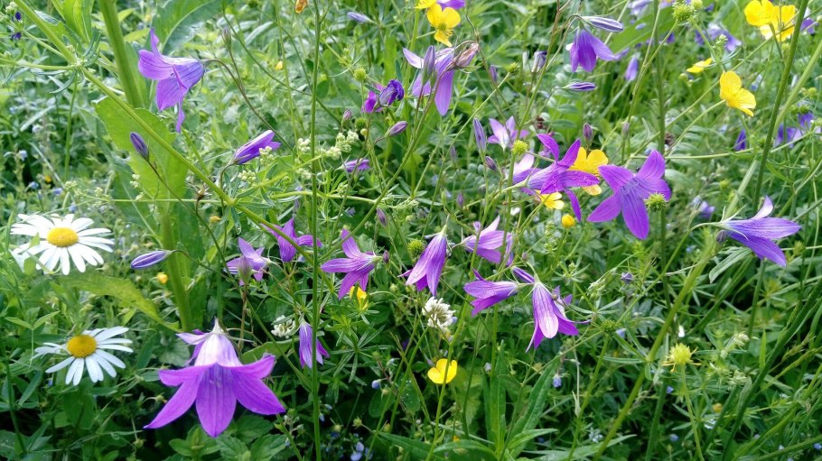Campanula komarovii