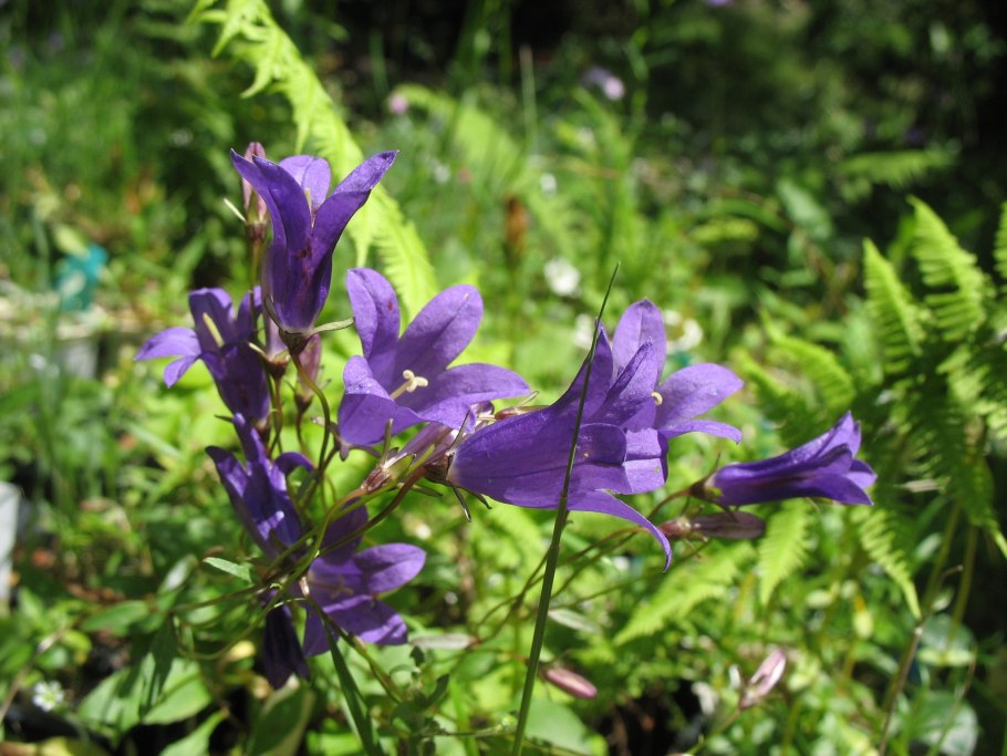 Колокольчик Ардонский кавказский заповедник
