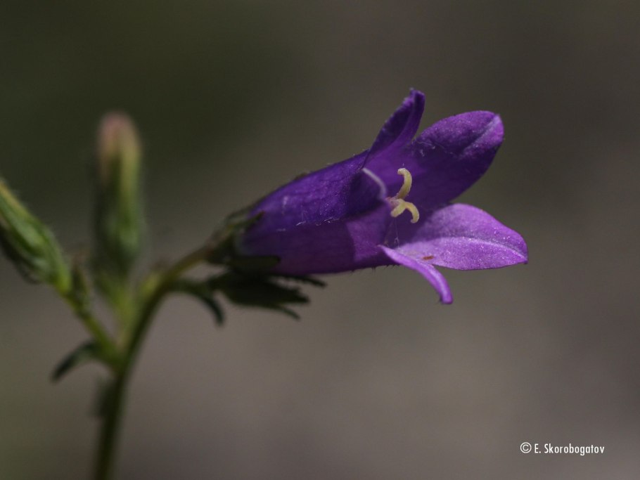 Колокольчик Макашвили - Campanula makaschvilii