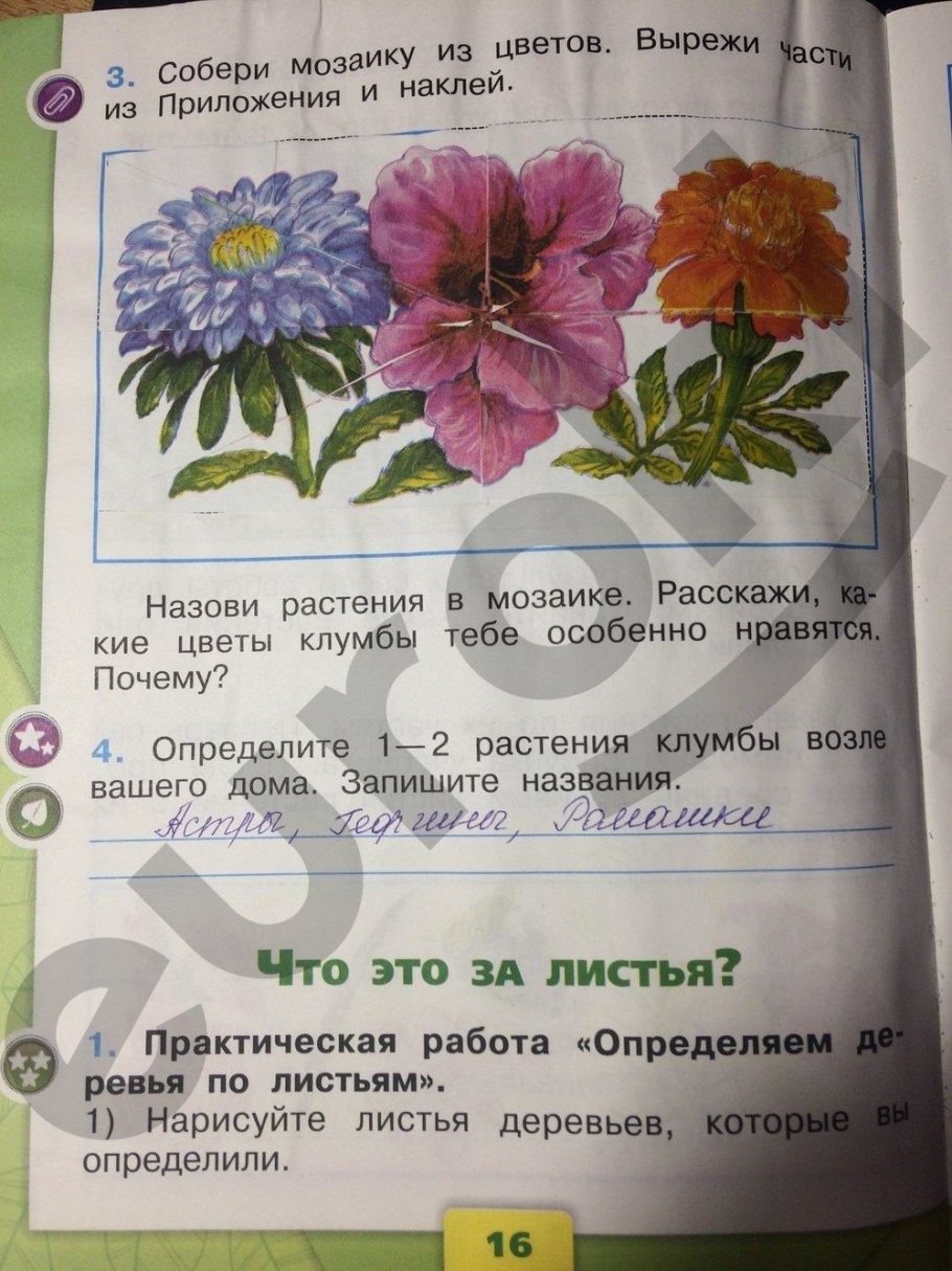 Колокольчик дернистый