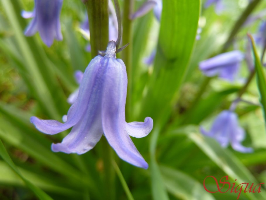 Колокольчик Турчанинова (Campanula turczaninovii