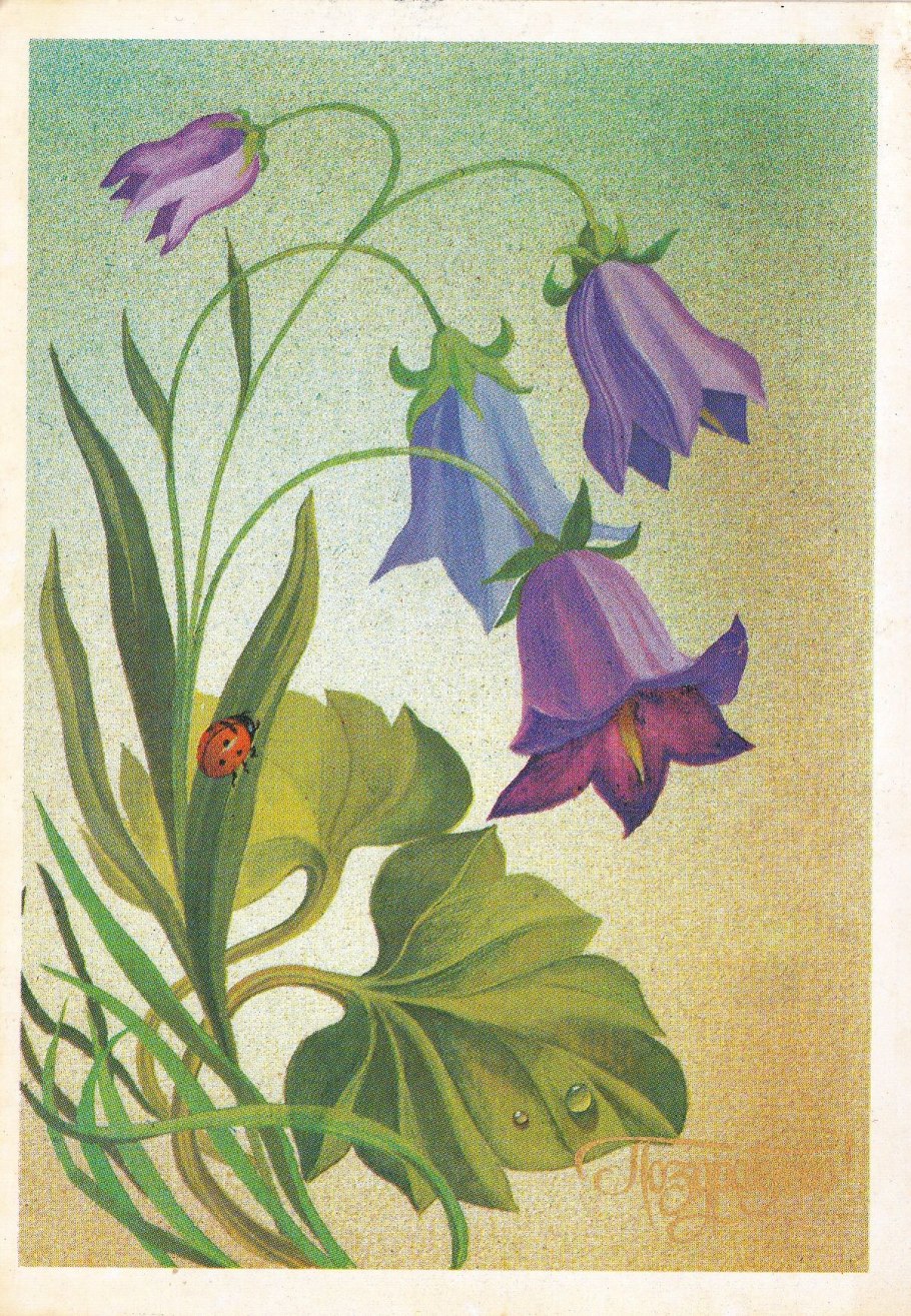 Растения которые занесены в красную книгу России