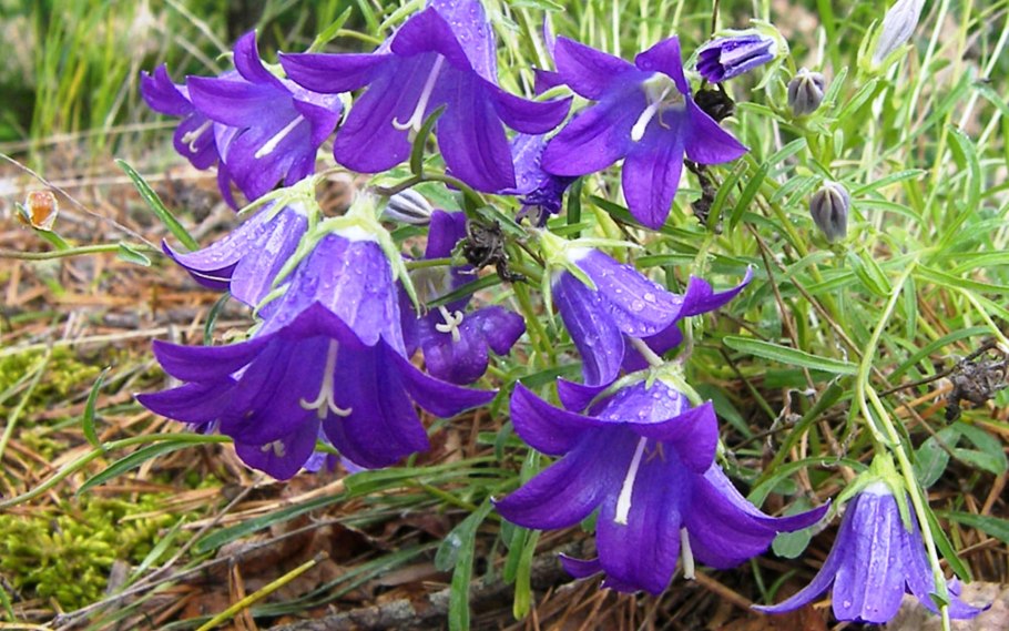 Курильский колокольчик