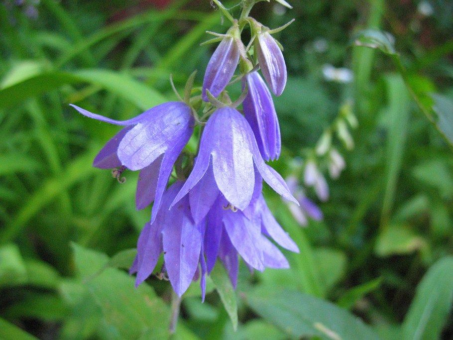 Колокольчик рапунцелевидный Campanula