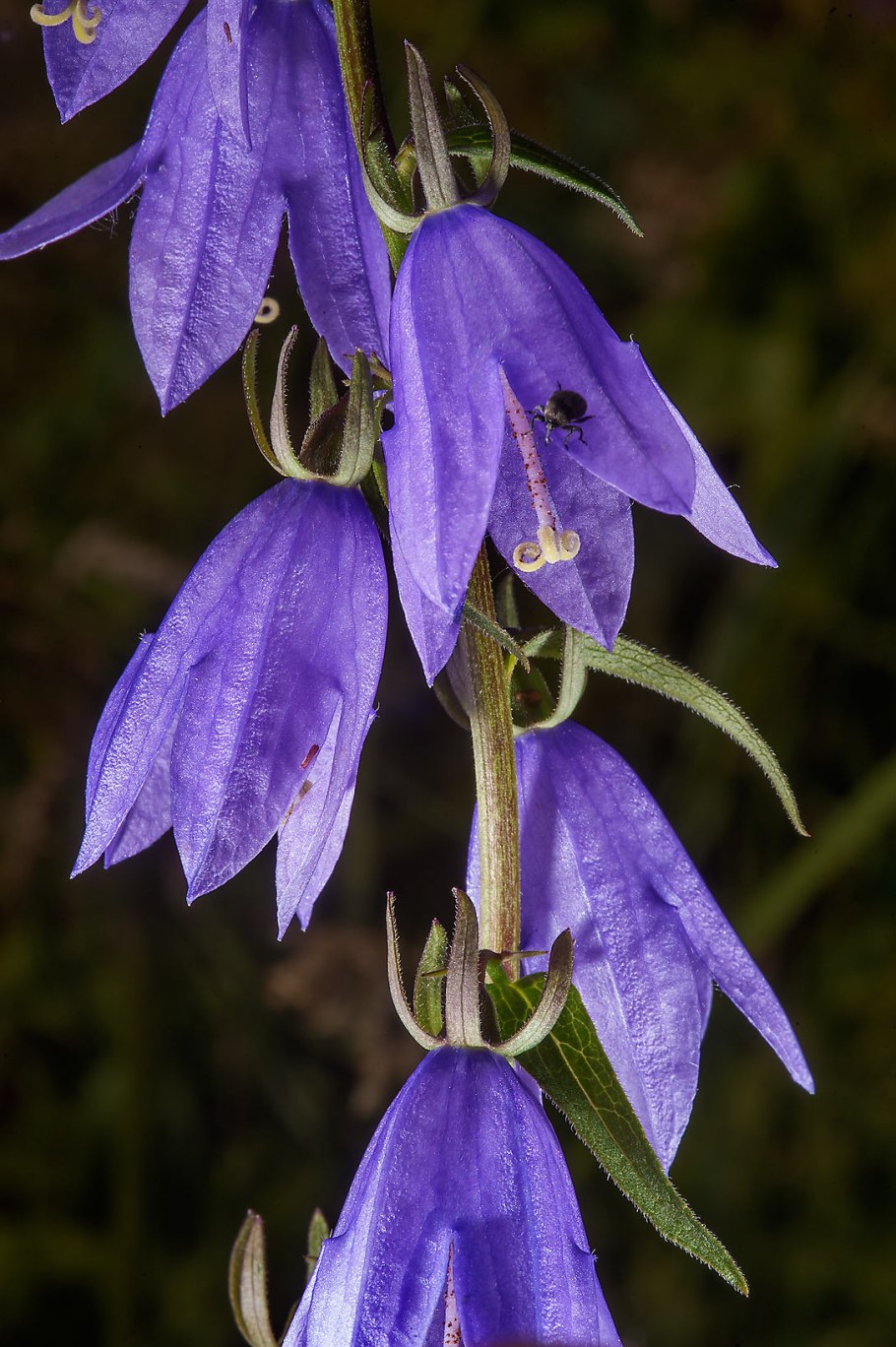 Колокольчик Комарова