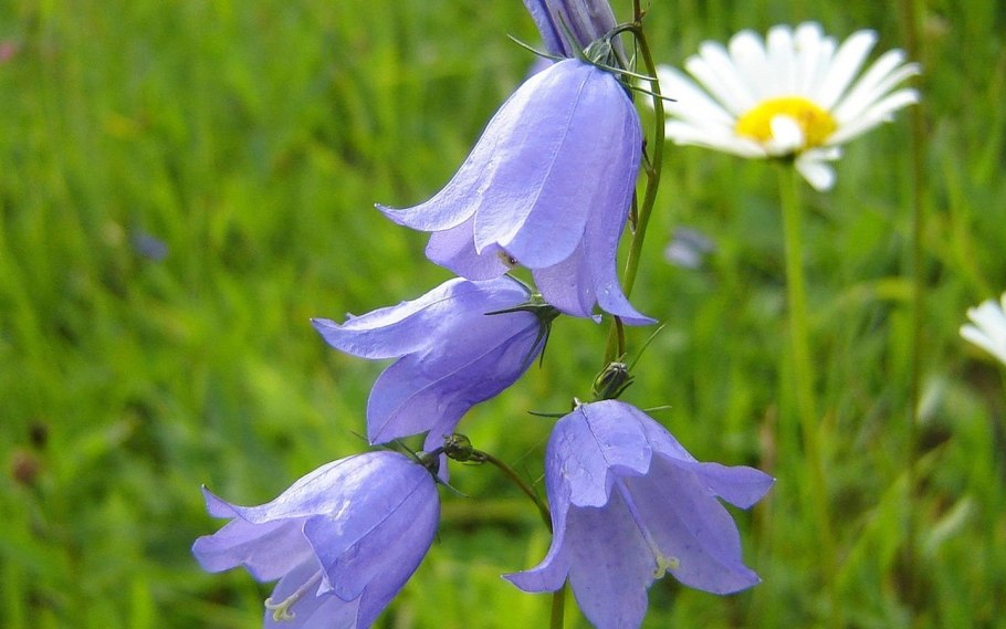 Колокольчик Болеславец