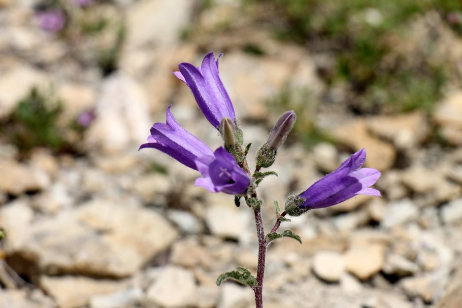 Колокольчик Болонский Campanula Bononiensis