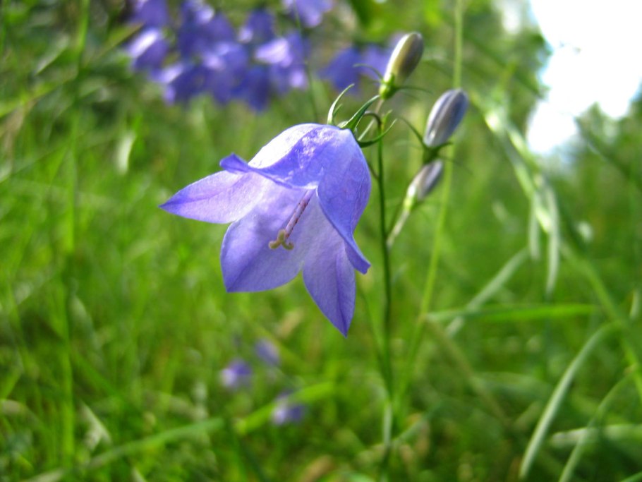 Синие колокольчики Геншин