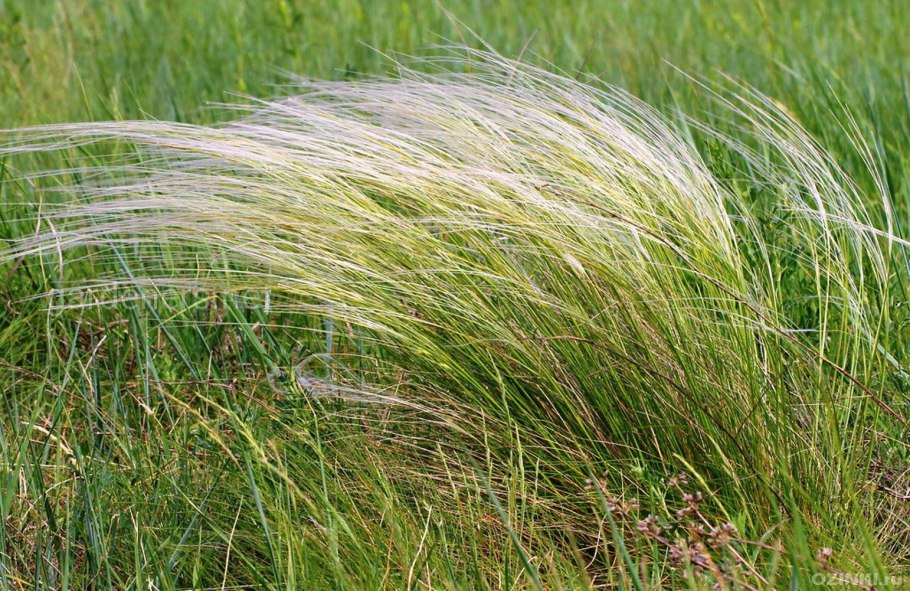 Ковыль волосовидный Stipa capillata