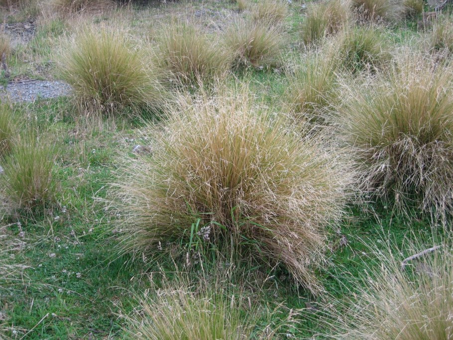 Ковыль хомяк Степной Орел