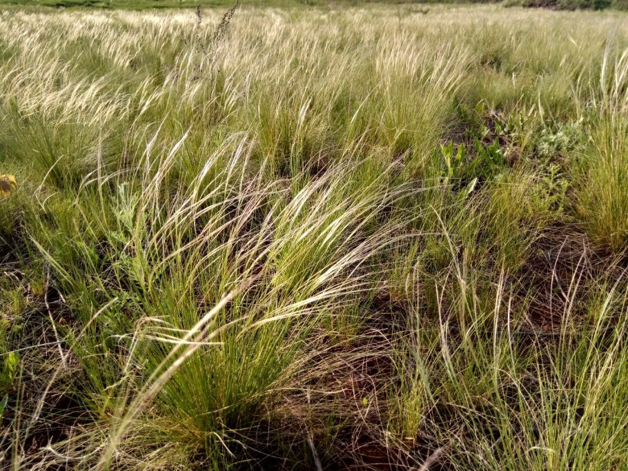 Ковыль Сибирский