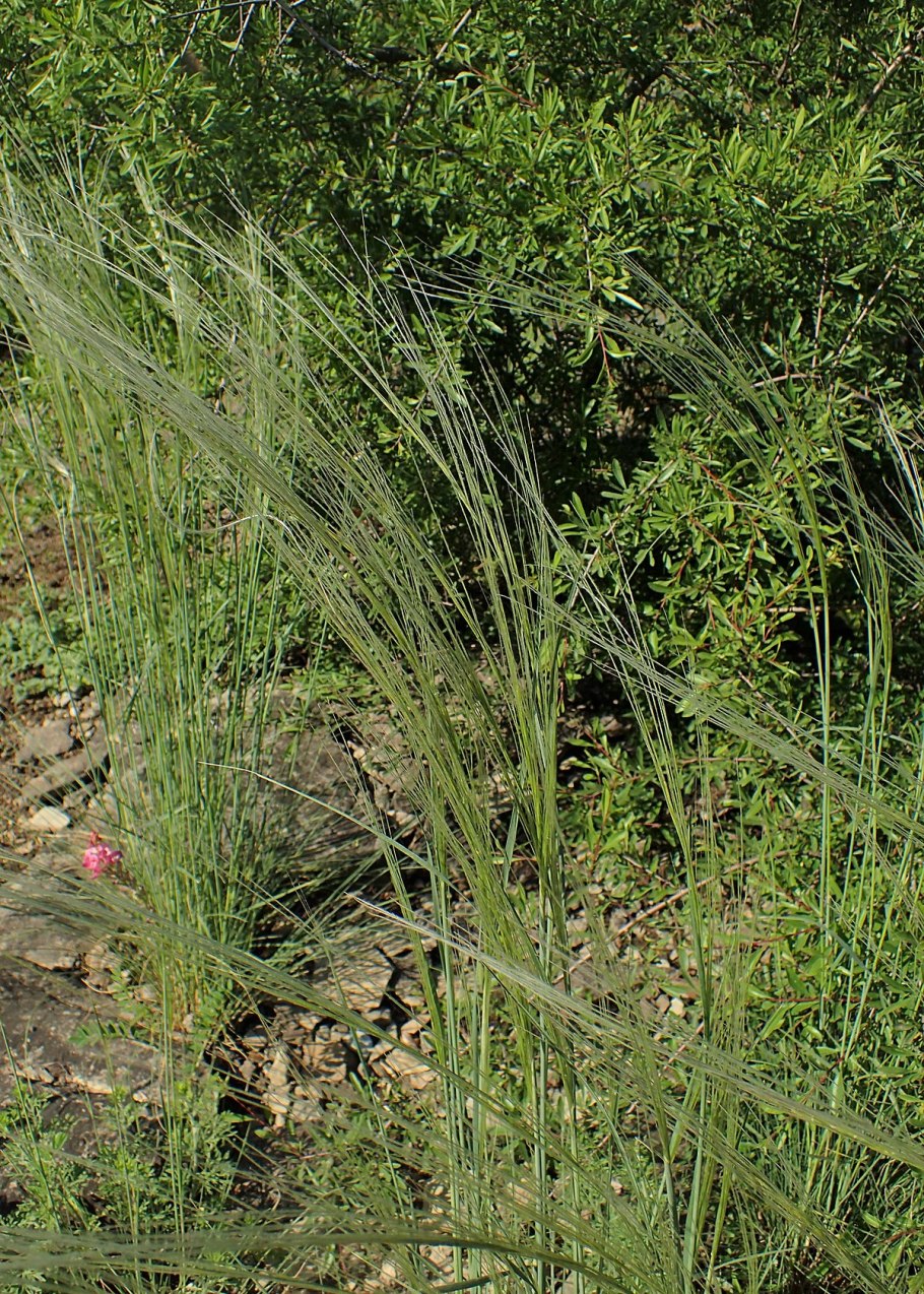 Ковыль перистый Кунгур